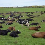 Our cows nestle down into a sea of grass in our pastures.