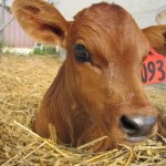 An adorable brown calf, nestled up in a bed of straw, looks at the camera.