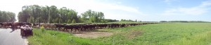 Panorama of the cows going to pasture.