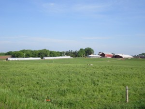Saxon Homestead Farm