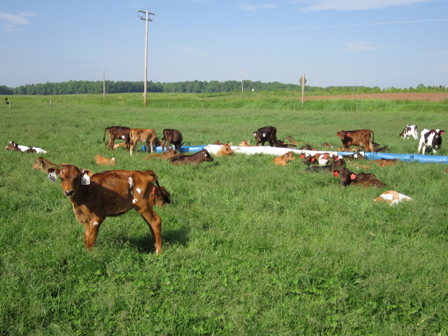 Older calves hang out together in the pasture.
