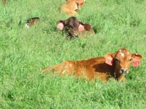 Calves on pasture.