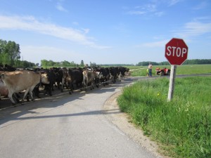 Our cows going to the pasture after milking