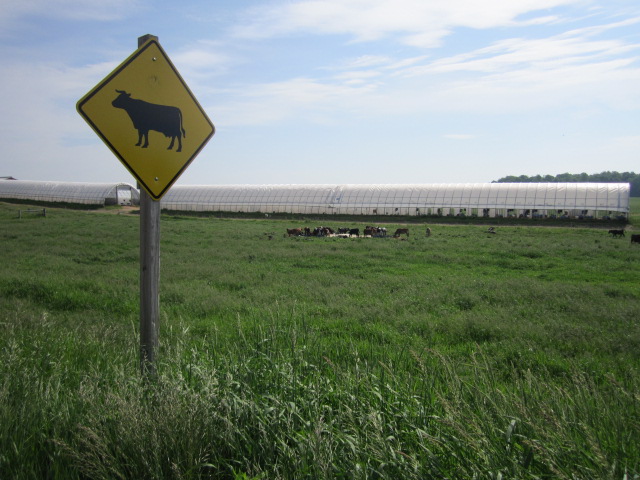 A view from South Union Road of the hoop barns housing calves.
