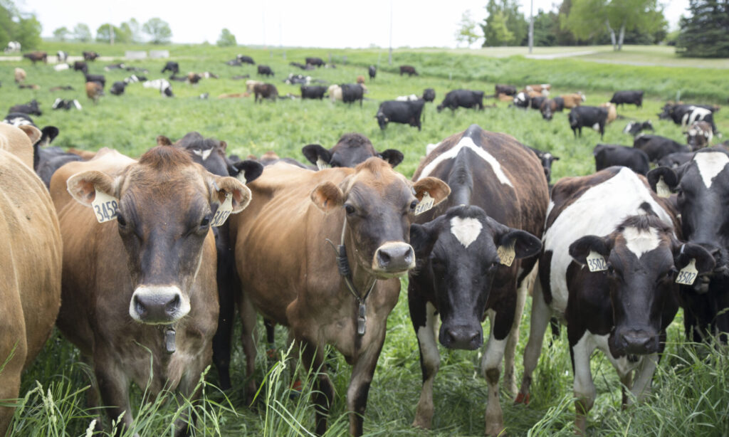 Saxon Homestead Farm – Family Farmed Since 1850, Pasture Grazed, Farmer ...