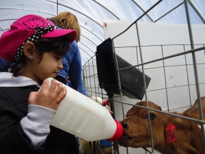 A student feeding a calf