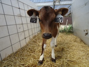 Happy calf