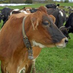 A beautiful red-brown cow donning a collar looks into the field.