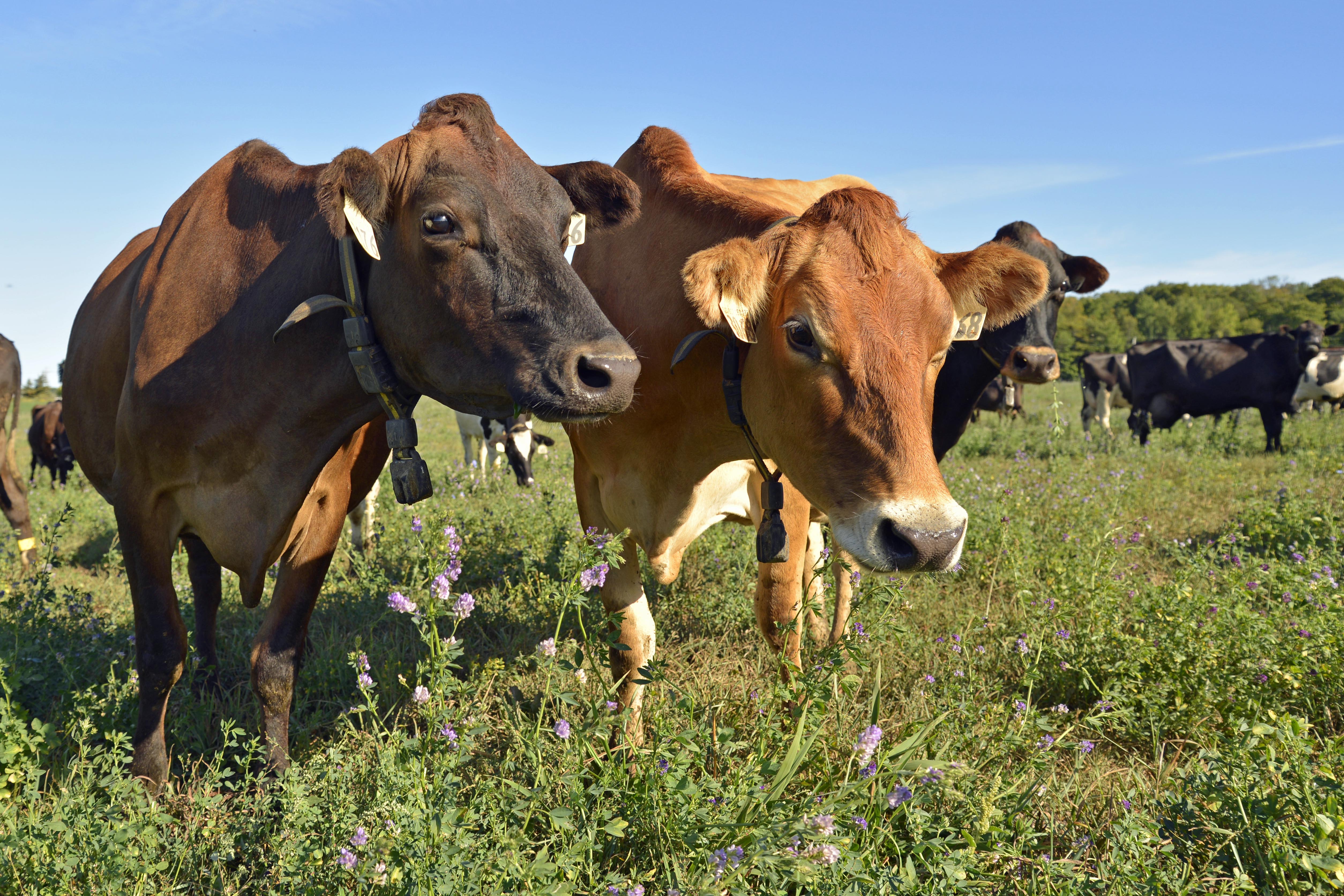 Our Commitment To Land People And Animals Saxon Homestead Farm
